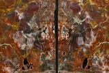 Tall Arizona Petrified Wood Bookends - Rainbow Colored #344120-2